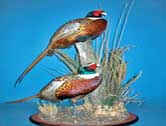 Ringneck Pheasants